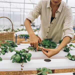 Técnica agrícola inspeccionando plantas de cultivo ecológico en invernadero, realizando control manual de plagas en sistema de producción sostenible.