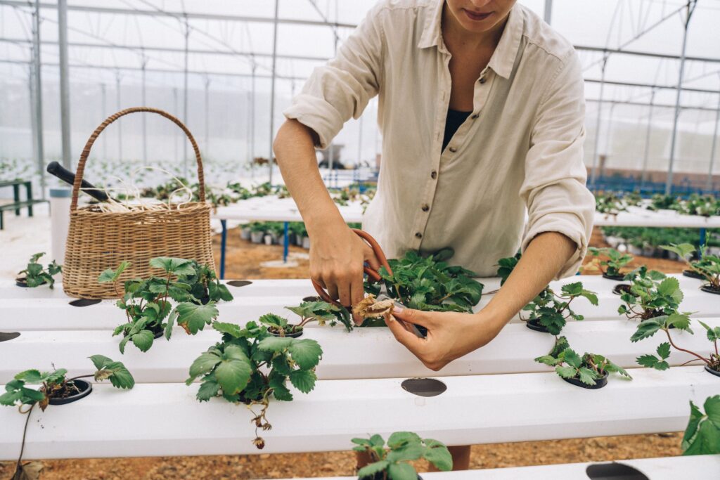 Técnica agrícola podando plantas de fresa en un sistema hidropónico NFT dentro de un invernadero